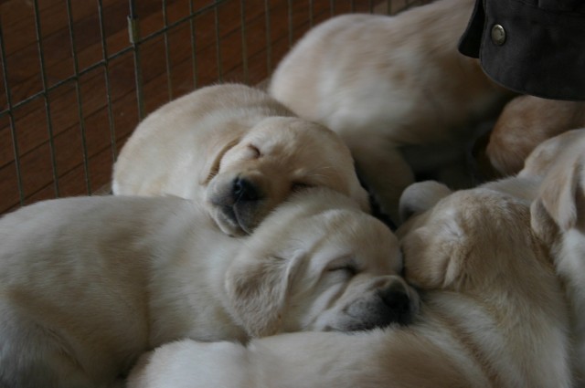 Sugar & Frankie puppy pile