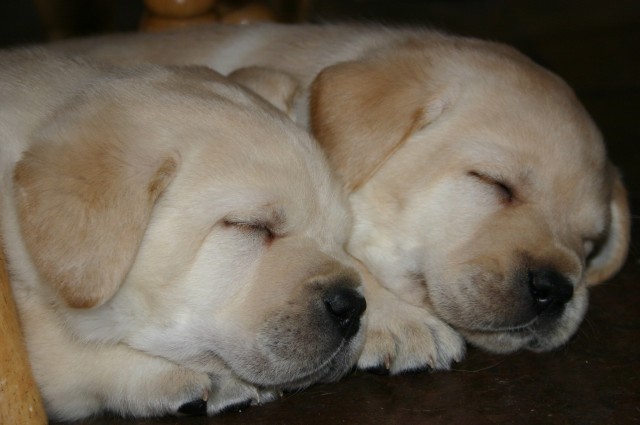 Sugar & Frankie pups snoozing